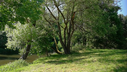 Fototapeta na wymiar Bäume am Fluss 