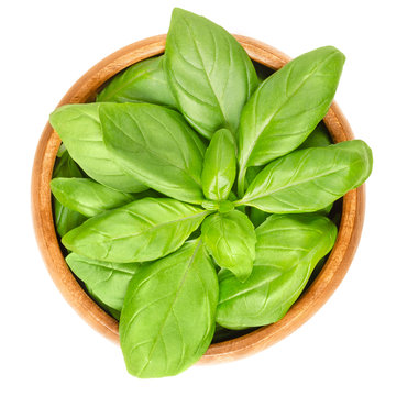 Fresh green basil leaves in wooden bowl. Also great basil or Saint-Joseph's-wort. Ocimum basilicum. Culinary herb. Edible, raw and organic. Isolated macro food photo closeup from above over white.