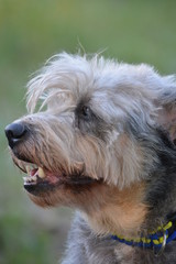 Hund