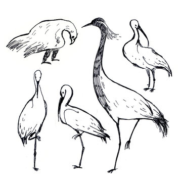 Black and white pen drawing birds isolated on white background