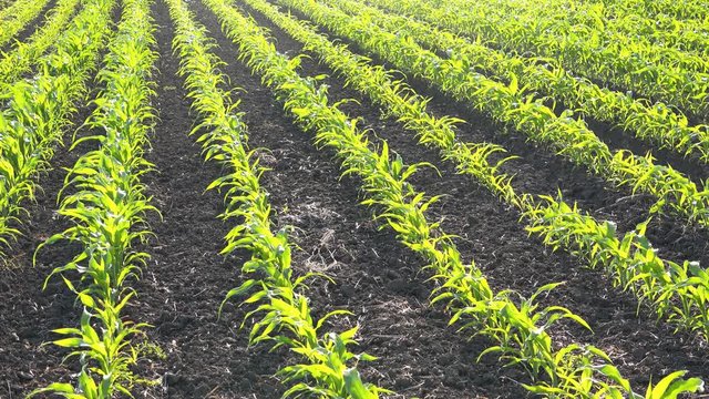 Clean corn field, cultivated maize crop plantation without the weed