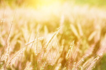 Wild field of grass on sunset blur image.