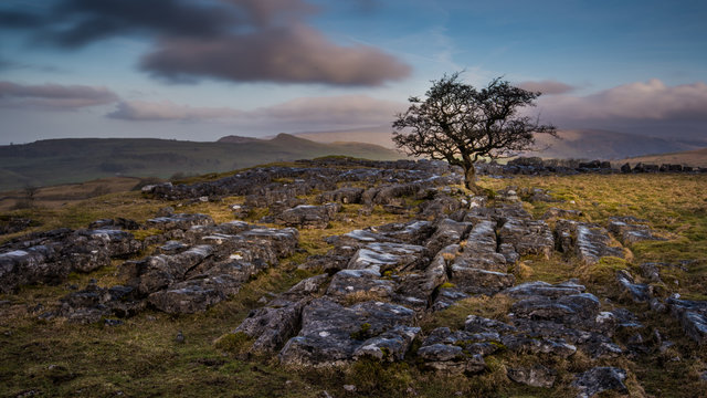 Lone Tree Above Settle In Yorkshire Dales