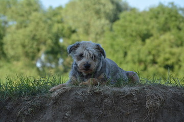Hund