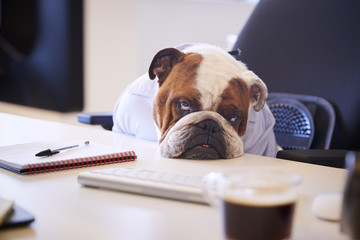 British Bulldog Dressed As Businessman Looking Sad At Desk - Powered by Adobe