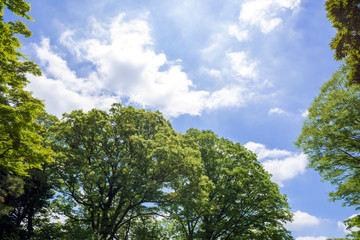 新緑の木々と青空と雲
