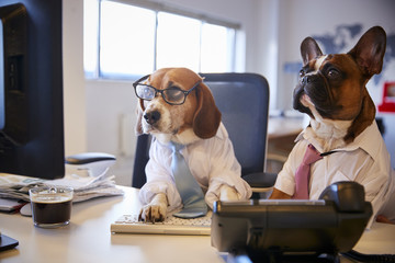Bulldog And Beagle Dressed As Businessmen At Desk With Computer - obrazy, fototapety, plakaty