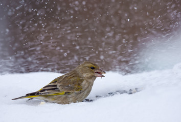 Female European Greeenfinch feeds on cold snow in heavy winter blizzard