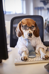 Beagle Dressed As Businessman Works At Desk On Computer