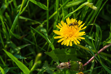 Beautiful yellow dandelion in grass and bug