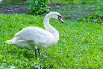 White swan on the river bank - the concept of animal protection