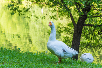 Big beautiful goose on the river bank in the countryside