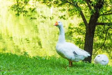 Big beautiful goose on the river bank in the countryside