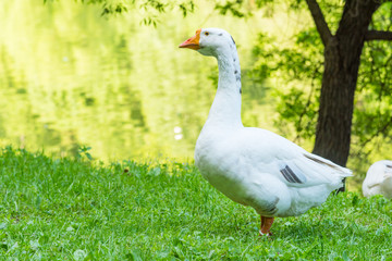 Naklejka na ściany i meble Big beautiful goose on the river bank in the countryside