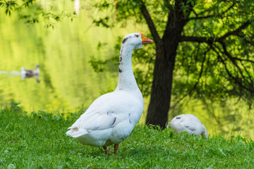 Naklejka na ściany i meble Big beautiful goose on the river bank in the countryside