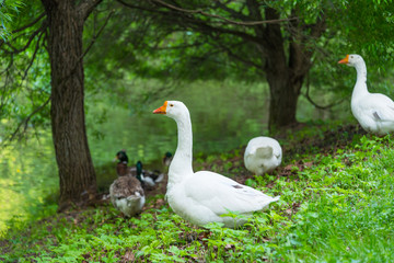 Big beautiful goose on the river bank in the countryside