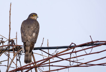 Female eurasian sparrowhawk sits in top vine branches as she controls environment around herself 