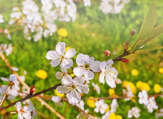 Blossoming brunch of cherry tree. Beautiful springtime landscape