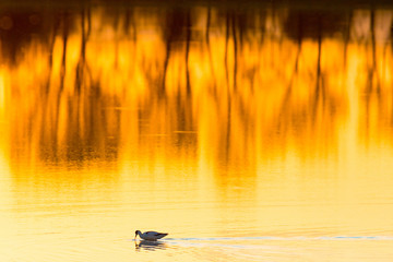 a lone bird on the shore of a lake in the sunset light, pied avocet