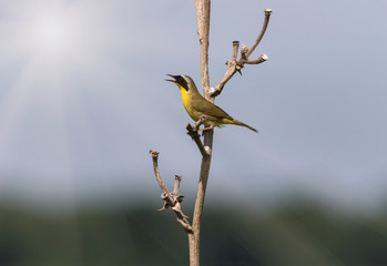 Yellow Bird Singning in the Meadow