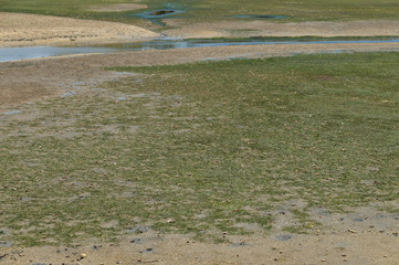 Crabs on the wet lands of Ria Formosa during low tide. Algarve, Portugal