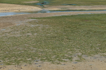 Crabs on the wet lands of Ria Formosa during low tide. Algarve, Portugal