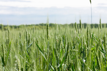 gREEN WHEET