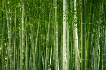 Fotobehang Bamboe Bamboo Bos