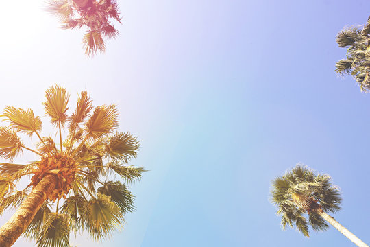 Retro toned image of beautiful exotic californian coconut palm tree tops with big leaves on the summer sky background. Tropical plants in California. Vintage sunset filter. Copy space, bottom view.