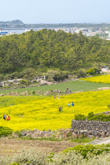 Obraz premium Rapeseed field with tourist photo shooting in Jeju island, South Korea.