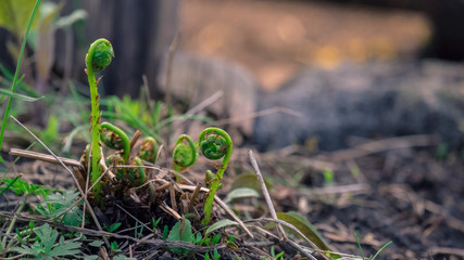 young fern Close-up