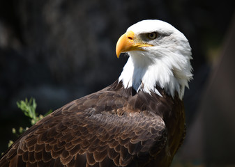eagle white head