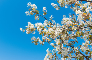 tree with blossoming white flowers