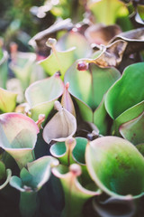 botanical chalices macro up close detail