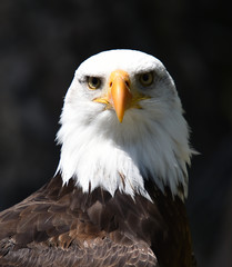 Fototapeta premium Head of white head eagle