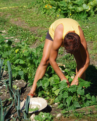 récolte de haricots