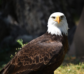Eagle white head