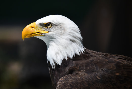 eagle with head