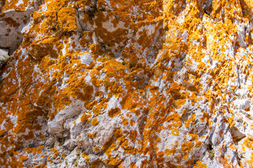 moss on the rocks in spring, orange, gray and yellow, near the pond, lit by the sun,