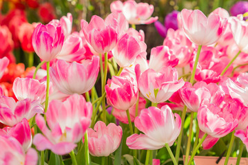 close up of blooming spring tulip flower of pink color