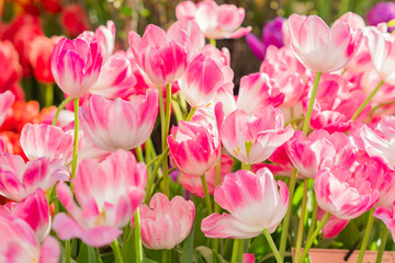 Fototapeta premium close up of blooming spring tulip flower of pink color