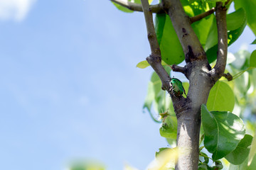 Exotic beetle bronzovka wild insect in a watercolor style isolated on the branch