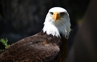 Cabeza de aguila calva americana