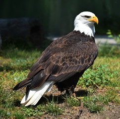 aguila de cabeza blanca