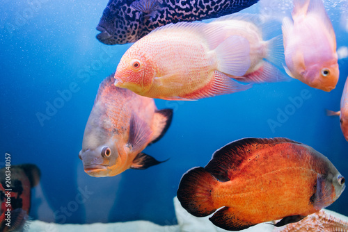 Unduh 92 Background Aquarium Discus HD Terbaik