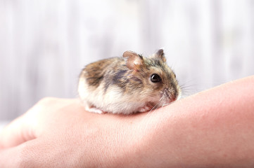 A small funny animal sits on a woman's hand with a red manicure. Miniature hamster viciously rubs his paws. Fluffy and cute Dzhungar hamster at home.