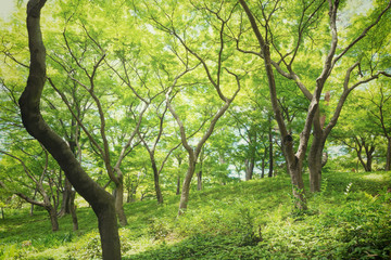 Fototapeta na wymiar 新緑の森の木々