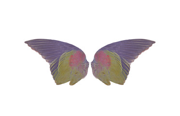 bird wings on white background
