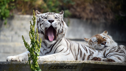 tigre de bengala
