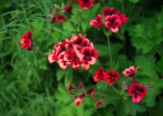 Vivid red Pelargonium (Lady Scarborough) flowers growing on a sunny spring day.